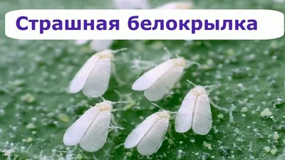 Белокрылка (Aleyrodidae) – внешне похожая на моль мошка белого цвета и  крошечных размеров (в длину до двух миллиметро… | Комнатные цветы,  Растения, Цветочные горшки