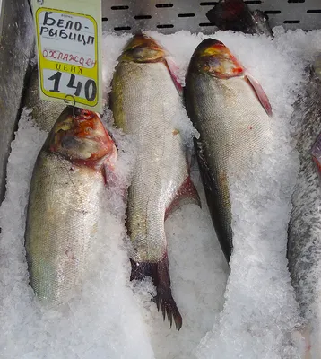 Рыба Белорыбица (Stenodus leucichthys leucichthys) - «Вкусная рыбка  Белорыбица это ближайшая родственница Лосося и первый конкурент Осетра.» |  отзывы