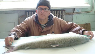 Рыба Белорыбица (Stenodus leucichthys leucichthys) - «Вкусная рыбка  Белорыбица это ближайшая родственница Лосося и первый конкурент Осетра.» |  отзывы