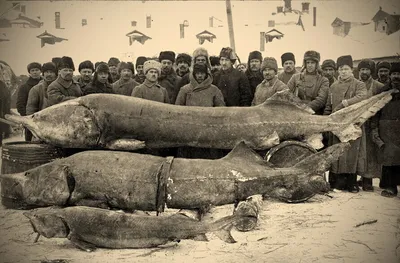 Раньше на Волге водились огромные белуги. Куда они пропали теперь? |  Типичные Чебоксары | Дзен