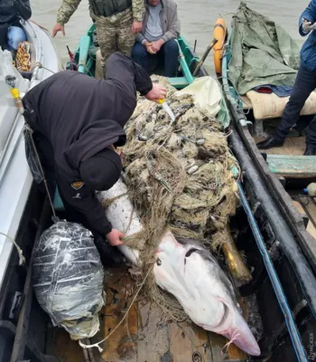 В Дон выпустили 100 тысяч мальков белуги ⋆ НИА \"Экология\" ⋆