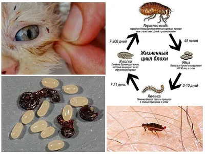 Как понять, что у кошки глисты