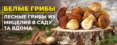 Грибы белые сушеные Зелёная Линия, 40г - купить с доставкой в Самаре в  Перекрёстке