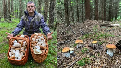 В лесах Челябинской области появились белые грибы