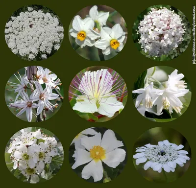 Белые цветы фото