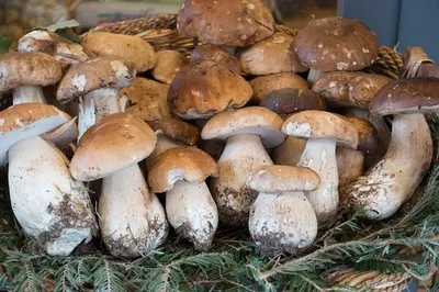 Boletus edulis, Белый гриб