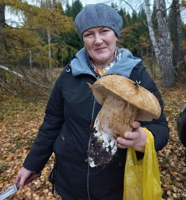 Белый гриб берёзовый - Boletus betulicola - Грибы Уломы Железной