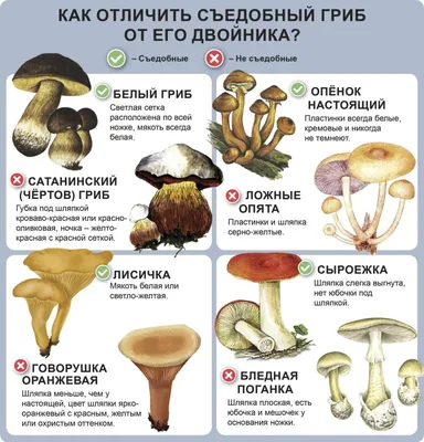 Как отличить хороший белый гриб от ложного: описание, виды, полезные  свойства, фото – как обрабатывать белые грибы | Курьер.Среда | Дзен