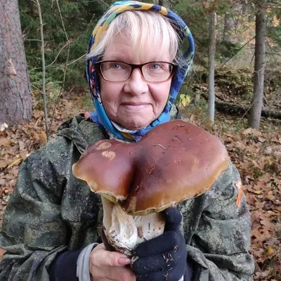 Белый гриб настоящий (Boletus edulis) – Грибы Сибири [Вложение: 27826]