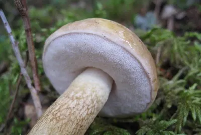 Белый гриб (Boletus edulis) фото и описание