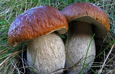 Белый гриб берёзовый (Boletus form betulicolus) или Boletus edulis form  betulicola | Грибы, Белый гриб, Дикие грибы