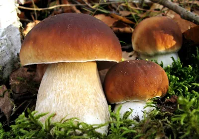 Белый гриб настоящий (Boletus edulis) – Грибы Сибири [Вложение: 8963]