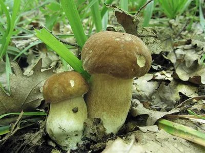 Белый гриб берёзовый - Boletus betulicola - Грибы Уломы Железной