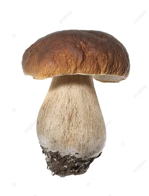 Белый гриб настоящий (Boletus edulis) – Грибы Сибири