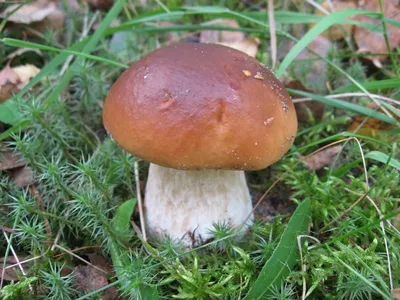 белый гриб Boletus Edulis также известный как подберезовик или пенни  булочка изолированные на белом фоне Фото Фон И картинка для бесплатной  загрузки - Pngtree