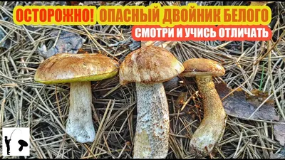 Гриб сушёный и маринованный | Сибирский продукт