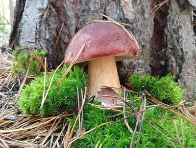 Белый гриб еловый - Boletus edulis - Грибы Уломы Железной