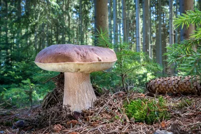 Белый гриб берёзовый - Boletus betulicola - Грибы Уломы Железной