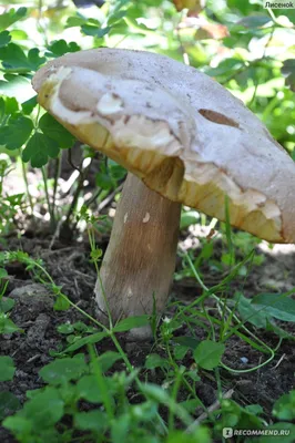 Boletus reticulatus, Белый гриб сетчатый