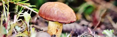 Белый гриб берёзовый (Boletus form betulicolus) или Boletus edulis form  betulicola | Грибы, Белый гриб, Дикие грибы