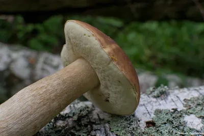 Boletus edulis, Белый гриб