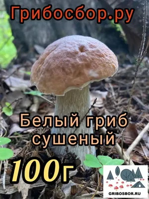 Можно ли вырастить белые грибы?