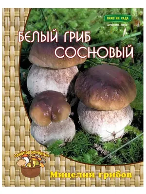 Семена Гавриш Сосновый белый гриб, на зерновом субстрате, 15 мл - отзывы  покупателей на Мегамаркет