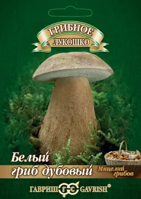 Мицелий Белый гриб сосновый, 60мл. в пакете. ПОИСК 10390950 купить за 201 ₽  в интернет-магазине Wildberries