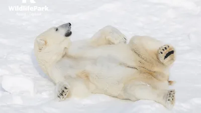 Надувной белый медведь | Купить в Москве по цене от производителя ☆ КубАэро  ☆