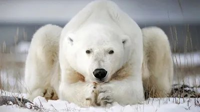 Белый медведь (Ursus maritimus) — Зоопарк «Лимпопо» г. Нижний Новгород –  Нижегородский зоопарк