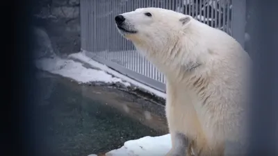 БЕЛЫЙ МЕДВЕДЬ В ПРИРОДЕ И В НЕВОЛЕ. СОДЕРЖАНИЕ И СОХРАНЕНИЕ ВИДА - Академия  Московского зоопарка