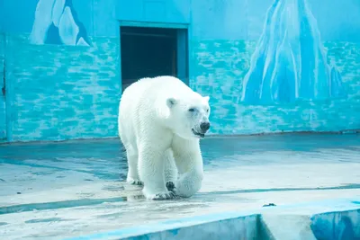 Белый медведь исчезающий вид планеты…» — создано в Шедевруме