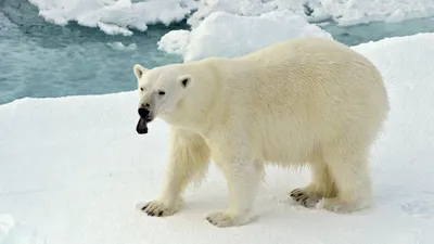 Раненого белого медведя обследовали в Московском зоопарке | Ветеринария и  жизнь