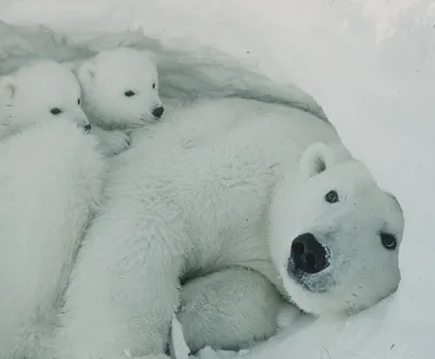 Где и как размножается белый медведь – GoArctic.ru – Портал о развитии  Арктики