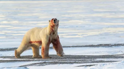 Арктика без хозяина: когда исчезнет белый медведь? – GoArctic.ru – Портал о  развитии Арктики