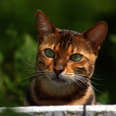 бенгальская кошка кошки бенгальский кот кот бенгал минилеопард домашние  животные дикая кошка | Бенгалия, Домашнее животное, Бенгальский кот