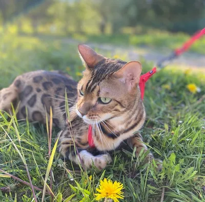 Бенгальская кошка: все о кошке, фото, описание породы, характер, цена