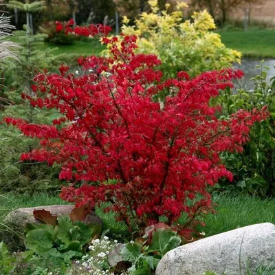 Купить Бересклет Форчуна Эмеральдн Голд (Euonymus fortunei Emerald'n Gold)