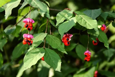 Бересклет Форчуна Саншайн (Euonymus fortune Sunshine) С2 (ID#124945753),  цена: 15 руб., купить на Deal.by