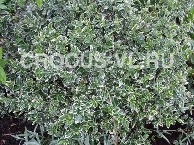 Бересклет бородавчатый - Euonymus verrucosa