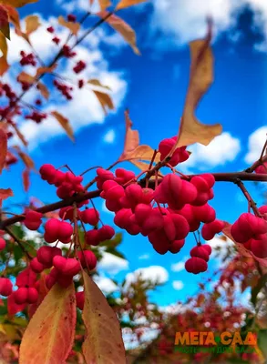 Бересклет крылатый (Euonymus alatus) | Ракита. Питомник растений