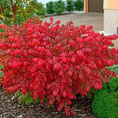 Бересклет крылатый (Euonymus alatus) С3 — Питомник Летний сад