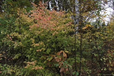 Бересклет крылатый Компактус (Euonymus alatus Compactus) цена в Украине