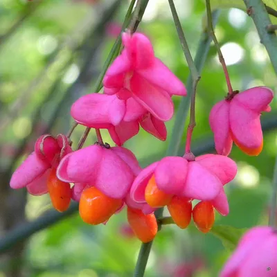 Бересклет (Euonymus): уход, фото, виды | Сад и огород / 1ogorod.ru | Дзен