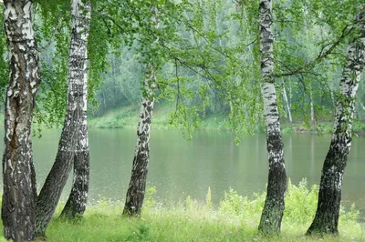 Береза черная ✓ купить саженцы в питомнике в Москве, Туле, Белгороде