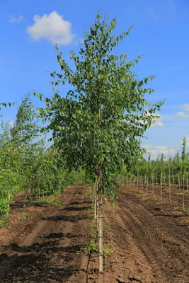 Betula utilis var. jacquemontii, Береза полезная Жакмана|landshaft.info