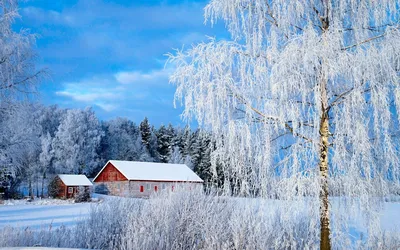 К чему снится береза | 7Дней.ru