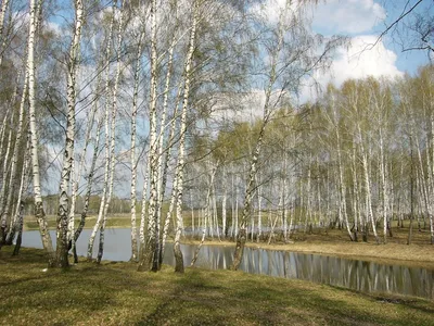 Береза пушистая ✓ купить саженцы в питомнике в Москве, Туле, Белгороде