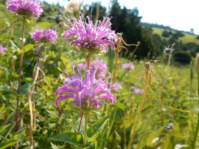 Wild Bergamont/Bee Balm (7 Cubic Inch) | Montana Freshwater Partners