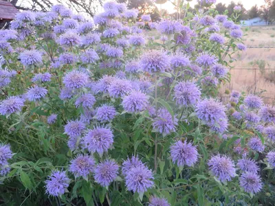 Bee Balm, Bergamont – Giving Ground Seeds